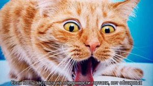 Что делать если кот подавился, застряла кость в горле