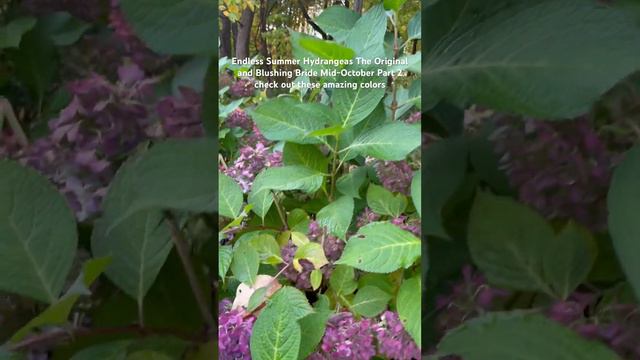 Endless Summer Hydrangeas Mid-October Part 2 check out these amazing colors