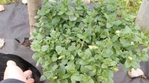 Роза Ангела и другие/ Штамб розы сломан/Петунии