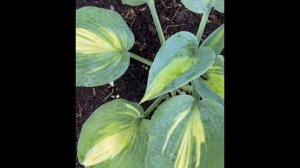 Хоста " Катерина " - Hosta "Catherine"