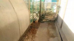 Утро, цесарка, утки, куры;))))))