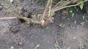 Прививка винограда "зеленым в зеленое"