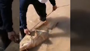 Рыбалка в Таджикистане Тигровом Балтики      23 апреля 2020 г.