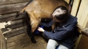 Как я раздоила некозь, которая не покрывалась,до 2ух литров//Удои моих коз //