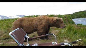 Ужас! Медведи нападают на людей!!