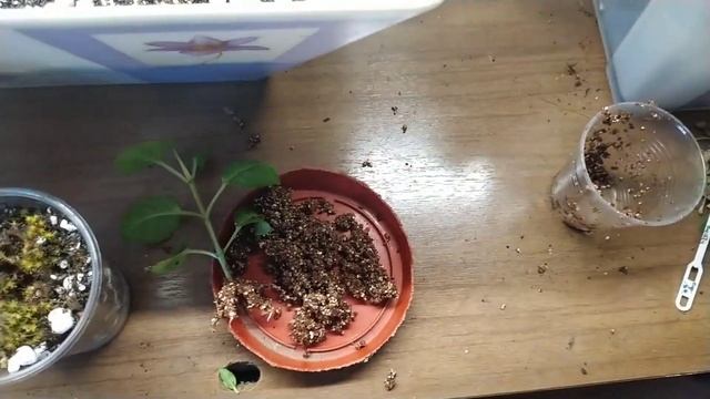 Пересадка черенка фуксии смотреть онлайн