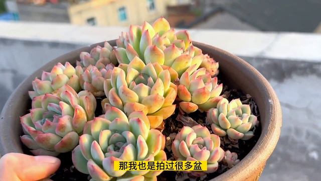 推荐10款好养的莲花座多肉，一年四季随便虐，露天散养还能爆崽崽！|新手推荐|阿钱多多joy-官方频道
