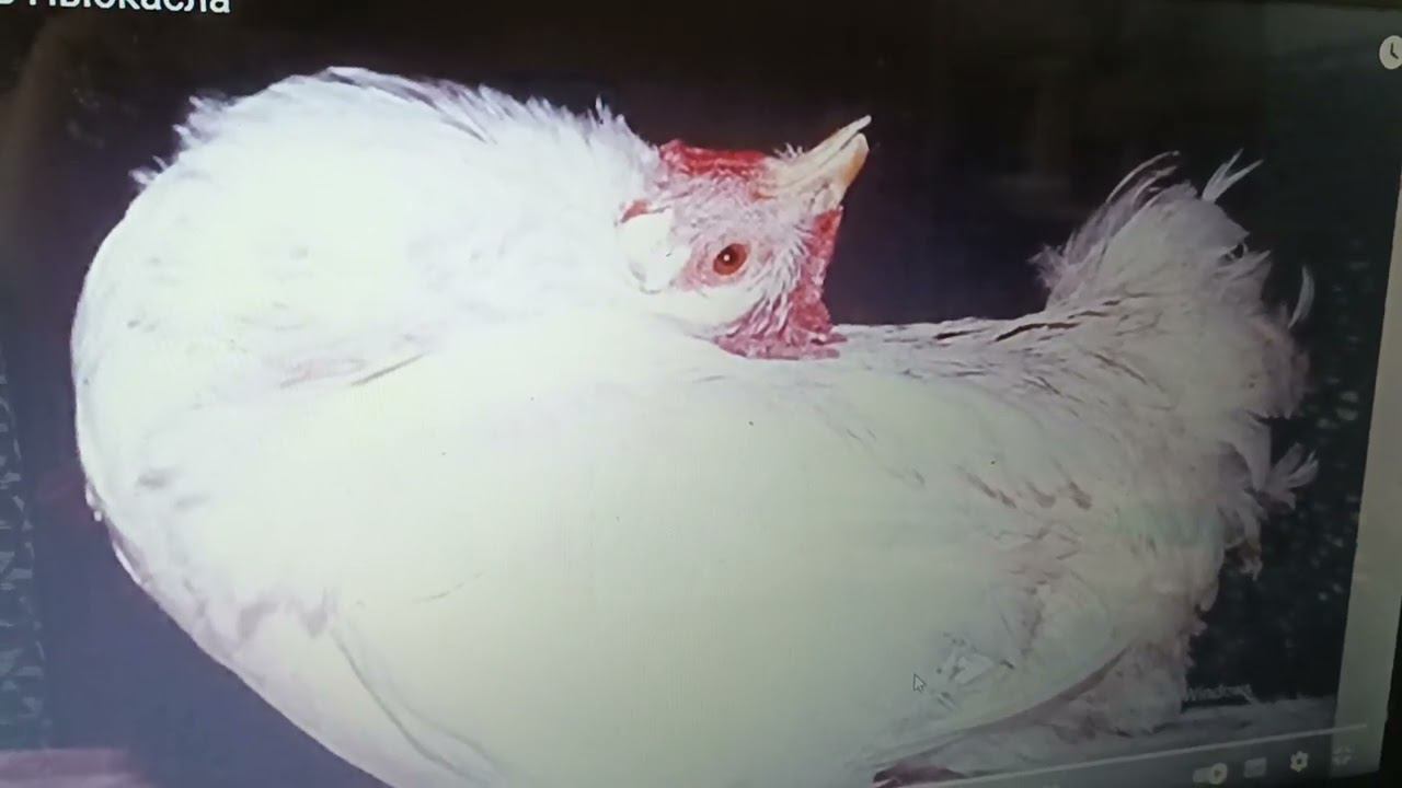 Ньюкасла у кур. смотреть онлайн