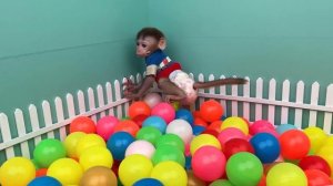 Baby Monkey Chu Chu Plays Water Park With Puppies And Eats Ice Cream So Yummy