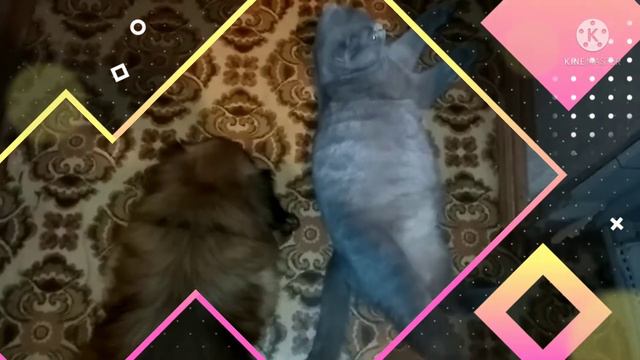 Дружба и любовь кошки с собакой😺🐶