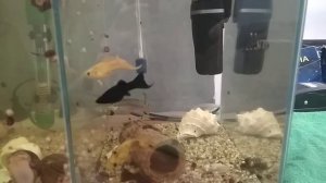 Пельвикахромис пульхера. Сладкая парочка. Новый самец.