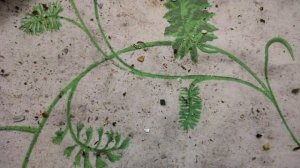 Богатый на км конденсаторы магнитофон Вильма 104 стерео.