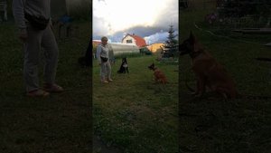4 месяца. Помесь немецкой овчарки и малинуа