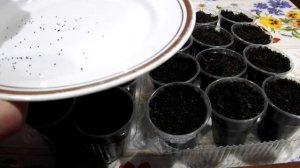 Посев Обриеты