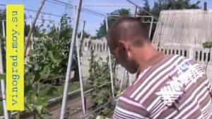 Прививка винограда - мастер класс