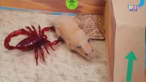 Лабиринт дракона! Хомячок проходит лабиринт с ловушками!