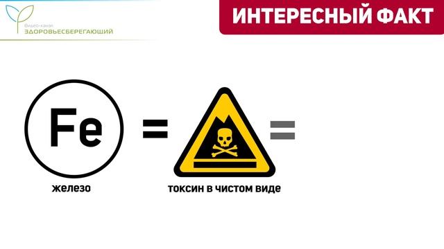 Железо, как важнейший элемент в организме и его дефицит