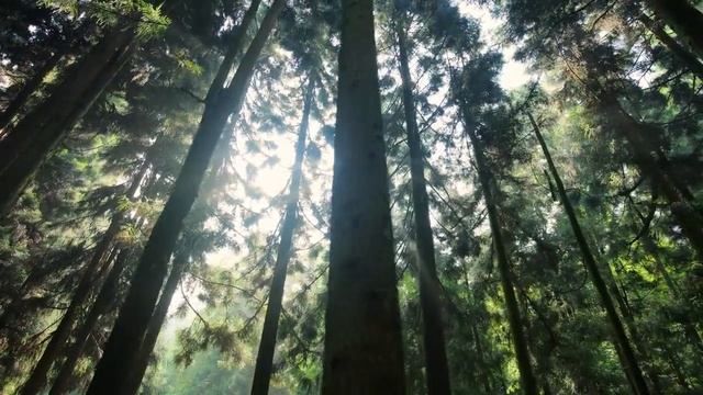 Metta - 11 Minute Guided Meditation | davidji смотреть онлайн