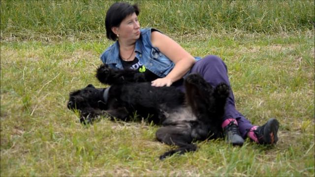 Ризеншнауцер Басурман с мамой смотреть онлайн