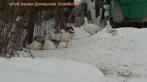 Сколько лет держат ПЛЕМЕННЫХ ГУСЕЙ//Как сформировать МАКСИМАЛЬНО РЕНТАБЕЛЬНО маленькое стадо
