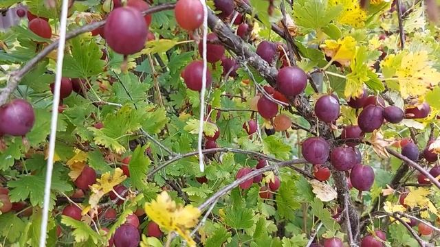 Свежий урожай крыжовника (2)