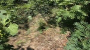 Инжир бреба 2 сортов