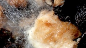 Mucor Fungus Implicated in the Black Fungus Disease