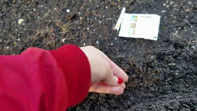 Как посеять ПЕТРУШКУ И КИНЗУ. Простой и проверенный способ посадки. смотреть онлайн