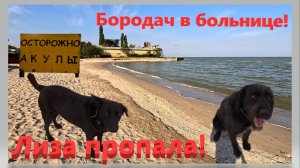 Бородач в больнице, Лиза пропала. Ловится только шамайка. Ейская коса. Центральный пляж. Ейск.