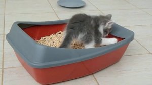 Лоток для кошек "Сибирская кошка"