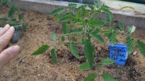 ВЫСАДКА РАССАДЫ ТОМАТОВ В ТЕПЛИЦУ, СЕМЕНА ПАРТНЕР 2017 г.