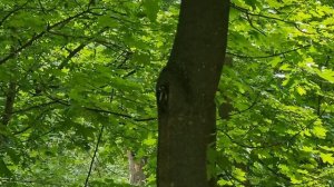 Ника с подругой Алисой в парке на 9 мая!