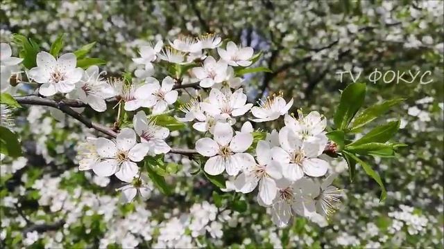 Весна. Цветут деревья. В Киеве пора цветения. В Киеве деревья в цвету. Киев. 21.04.19. смотреть онлайн
