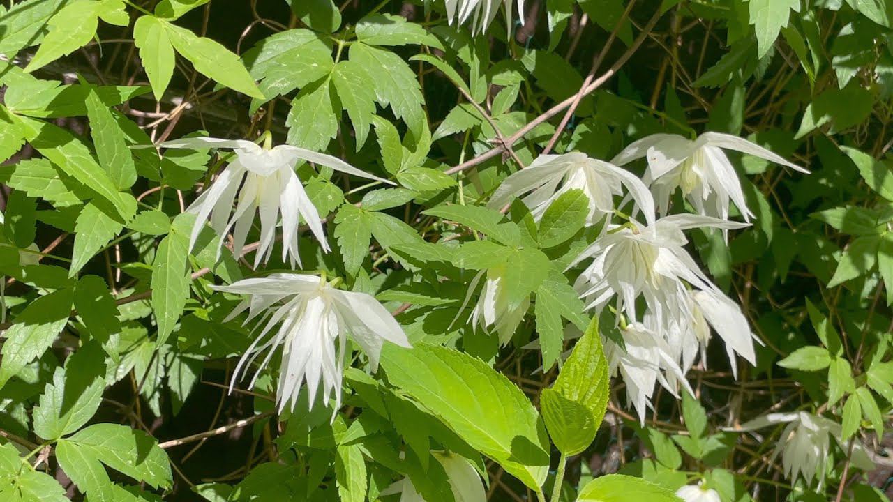 Июнь в Саду 5 июня 2024 часть 1 смотреть онлайн