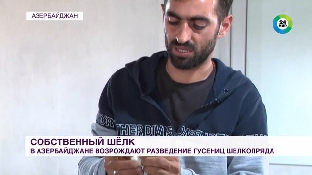 Разведение тутового шелкопряда возродили в Азербайджане смотреть онлайн