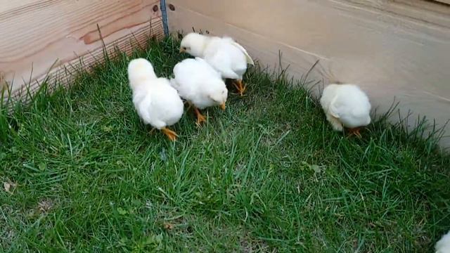 Цыплята на выгуле, первый опыт смотреть онлайн