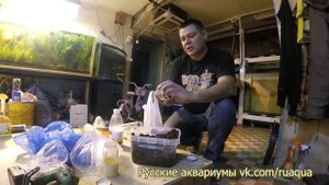 Энхитреи и нематода. Начинаем культивирование