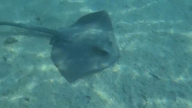 SLOPE - Red Sea in Sharm el Sheikh 2020 - СКАТ у берега красное море в Шарм эль Шейхе 2020