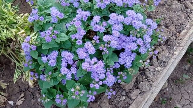 ?Мотивация на домашние дела. Мои обязанности по дому ??