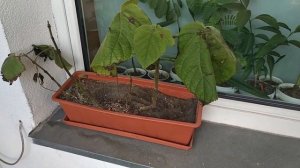 ПАВЛОВНИЯ ВОЙЛОЧНАЯ. СБОР СЕМЯН 2019.ОСМОТР КОРНЕВОЙ СИСТЕМЫ СЕЯНЦЕВ. PAULÓWNIA TOMENTÓSA