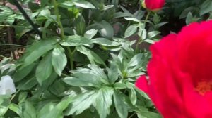 Paeonia 'Ellen Cowley' ЮТУБ :  ПІВОНІЇ - ВСЕ ПРО НИХ