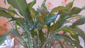 Спатифиллум. Особенности ухода, период цветения.