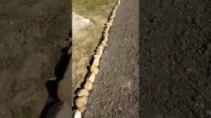 Автопарковка из асфальтовой крошки+дорожка.