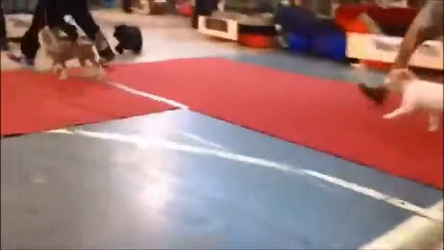 Лайт, Light Like Live, my stud on 1st show смотреть онлайн