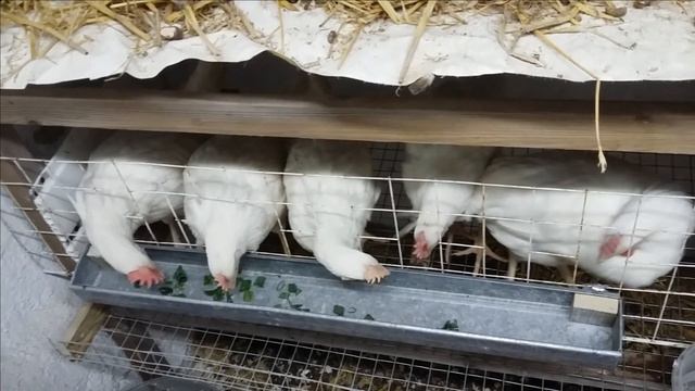 9) Лук для несушек первый раз. Вторая неделя. смотреть онлайн