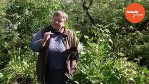 Как правильно разводить пионы