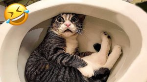 Смешные Приколы с Котами  | Подборка приколов 2023 | Приколы про Котиков