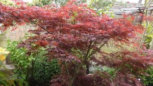 Acer palmatum Atropurpureum