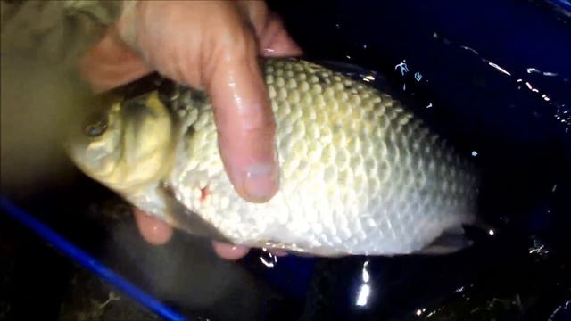 Херабуна.Карась.Ночная рыбалка 2-3.09.14 смотреть онлайн