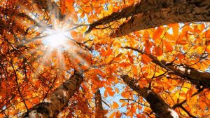 Картинка осень. Яркое осеннее солнце | Picture autumn. Bright autumn sun